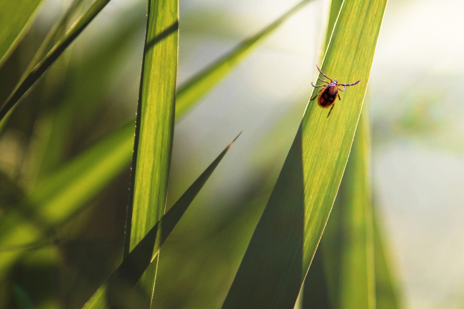 A red bug sitting on the side of a green leaf.