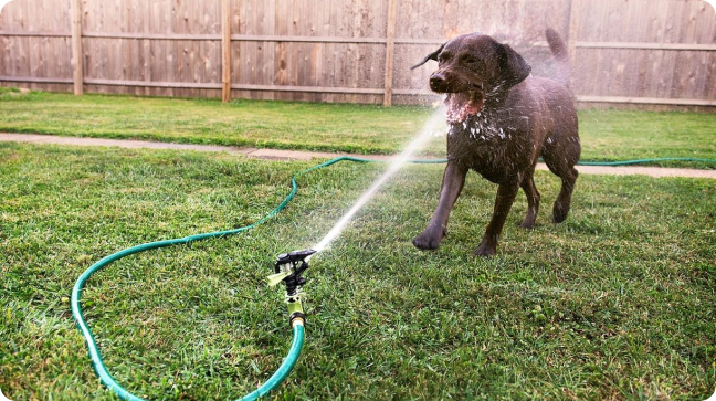 A dog is playing with the hose in his backyard.