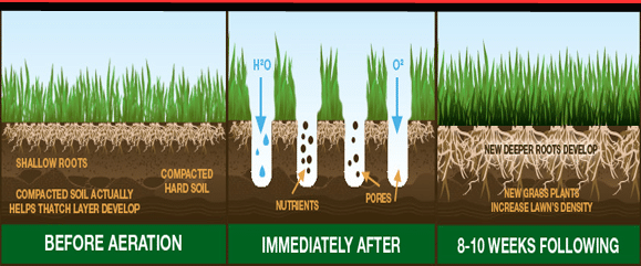 A diagram of how to grow grass in the ground.