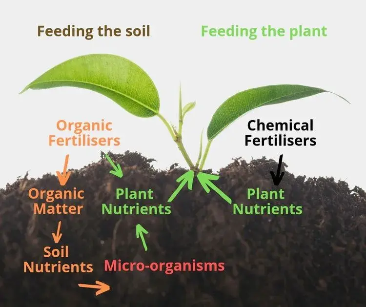 A diagram of the process of growing plants.