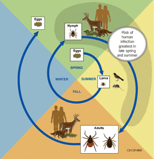 A diagram of the life cycle of ticks.