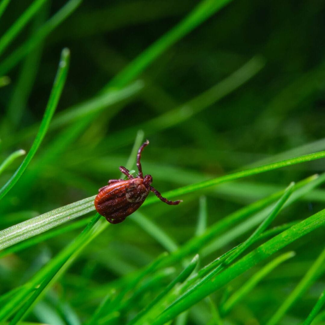 A bug is sitting on the grass in the sun.