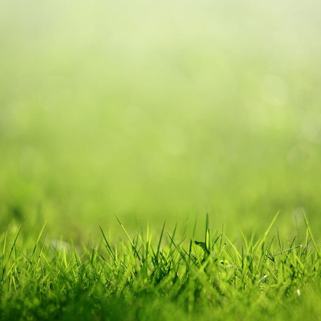 A blurry photo of grass in the foreground.